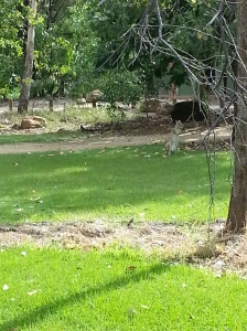 The Wallaby that joined us for lunch.